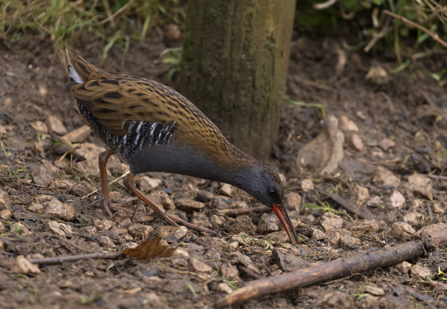 Water Rail