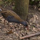 Water Rail