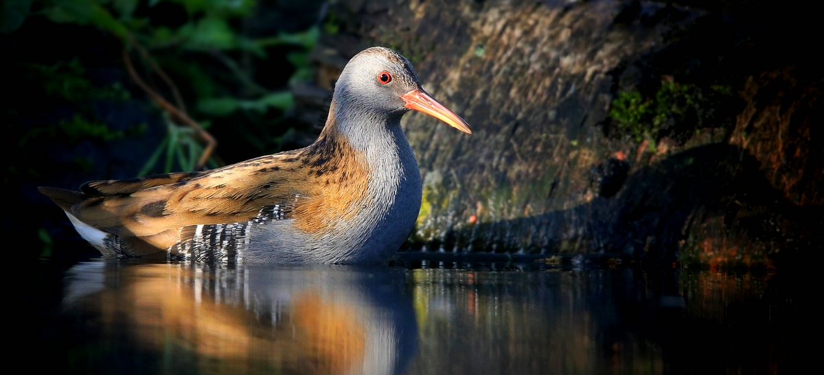 Water Rail 