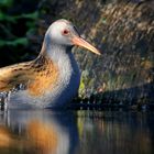 Water Rail 