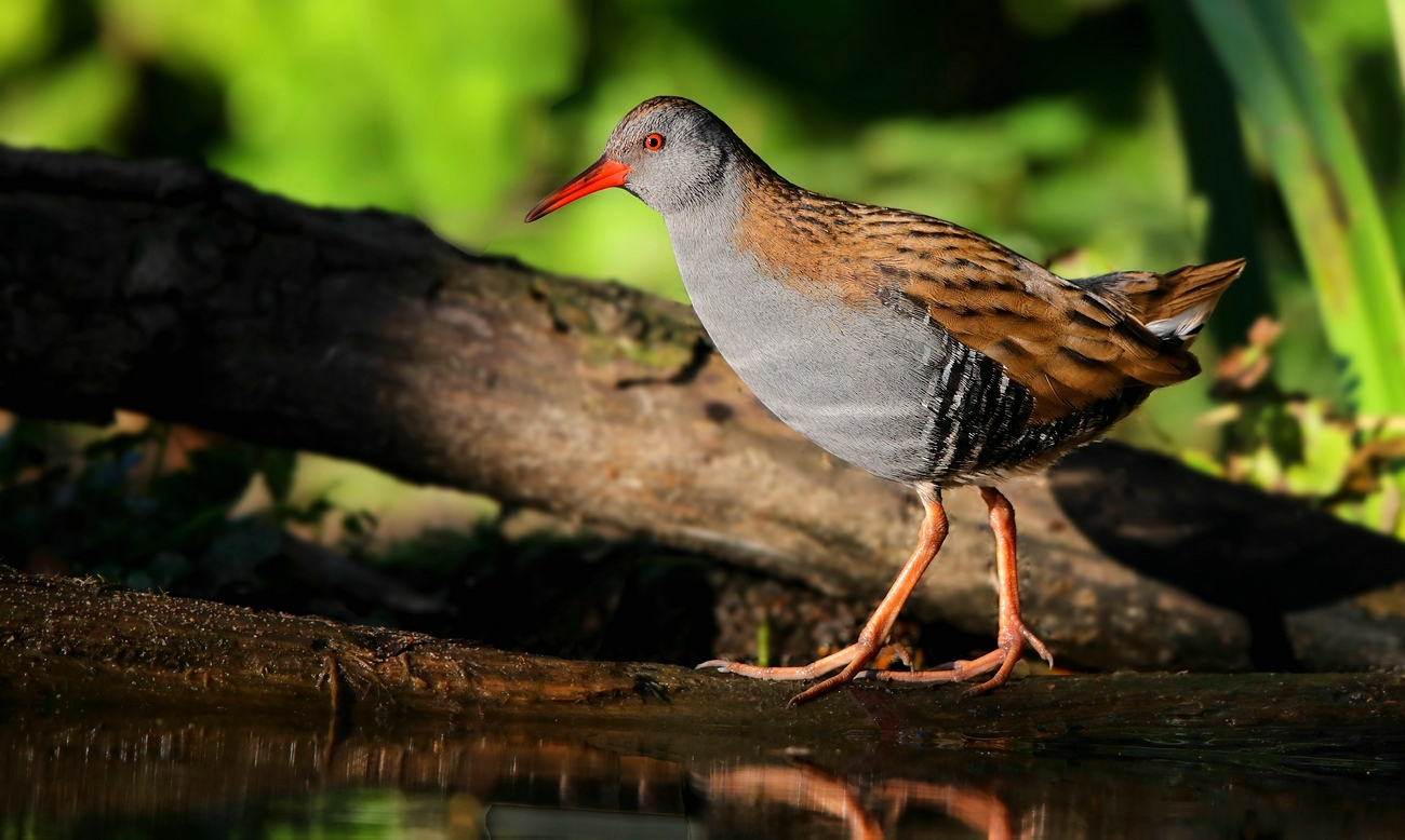 Water Rail