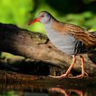 Water Rail