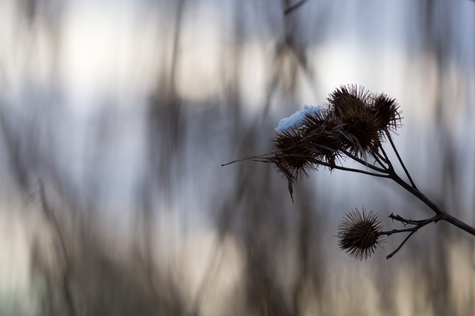 Water Reed