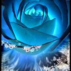 WATER ROSE