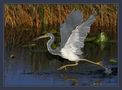 Water runner... by Michel Lamarche