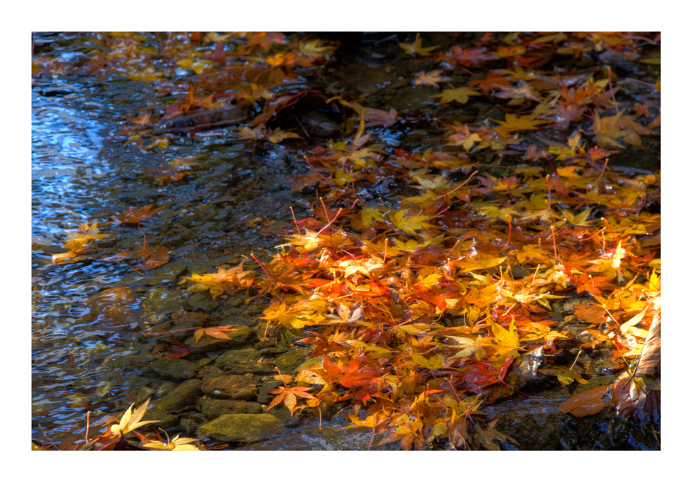 Water side in Autumn