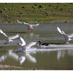 Water skiing!