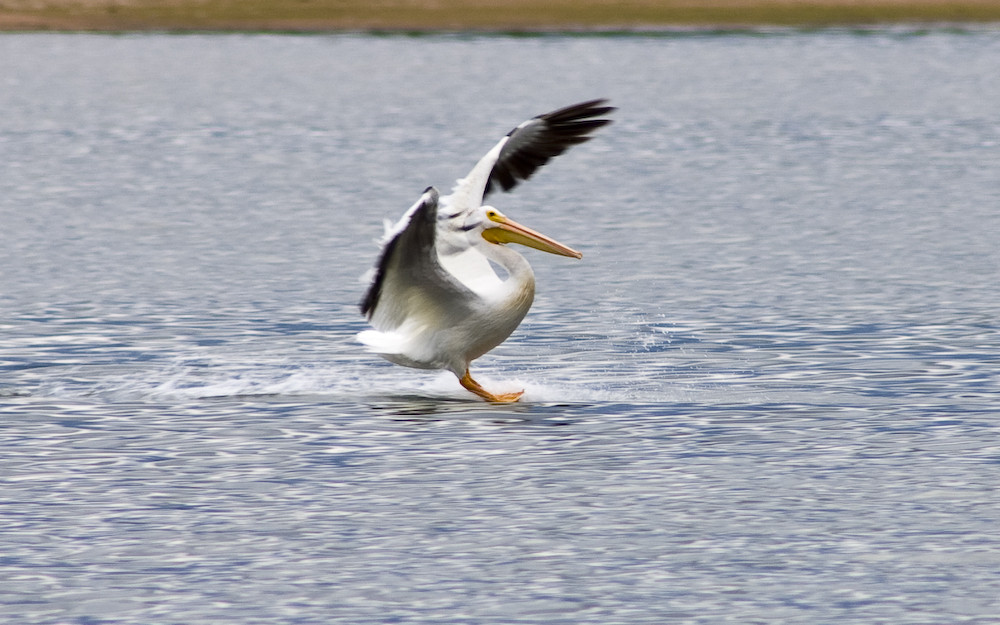 Water Skiing is Also for the Birds