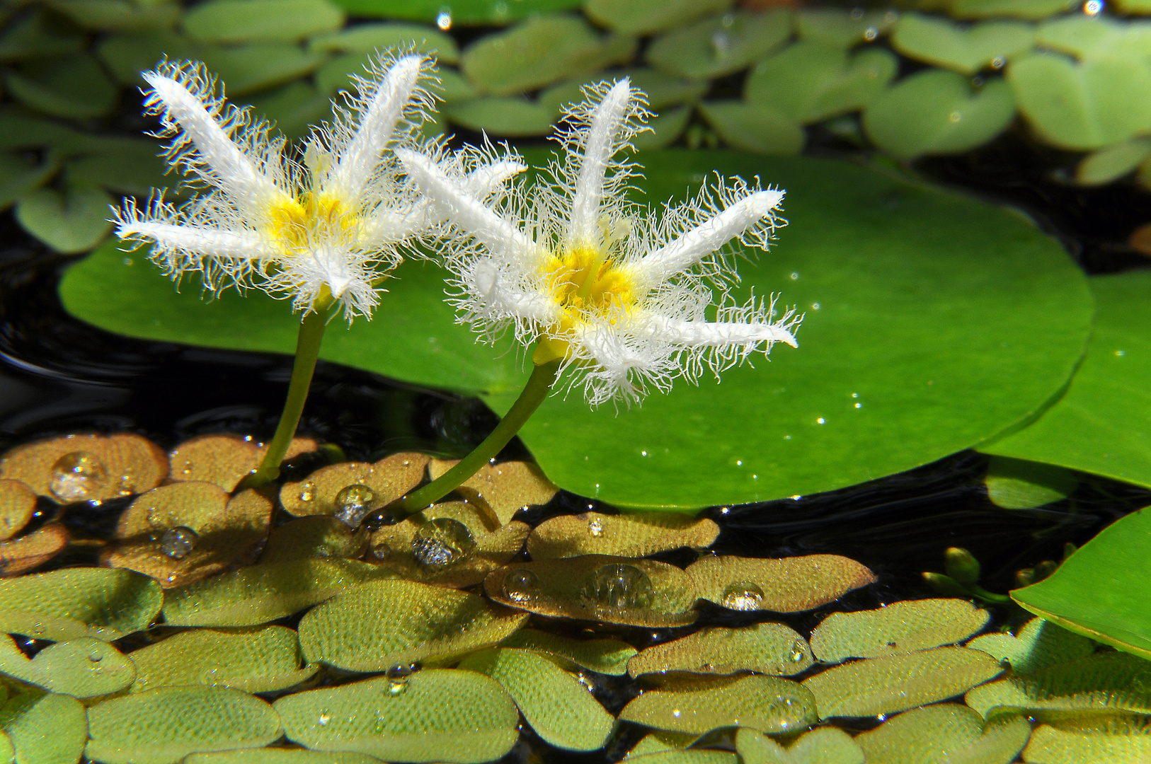 Water Snowflake (Nymphoides Indica)