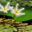 Water Snowflake (Nymphoides Indica)