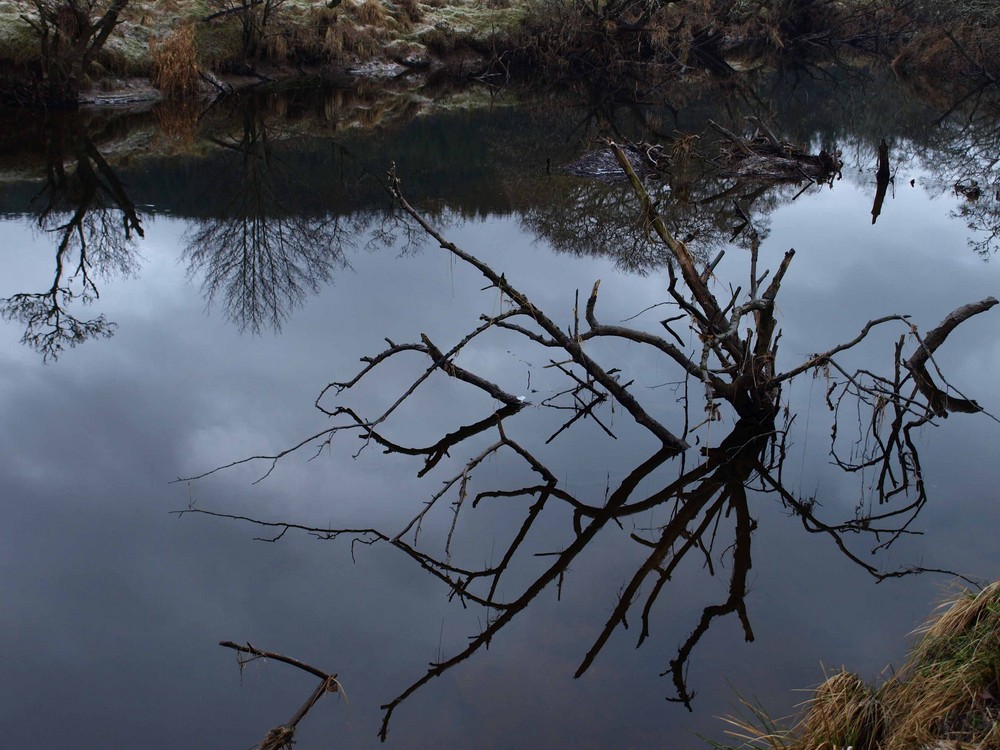 Water Spider in Strathyre