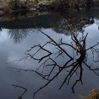 Water Spider in Strathyre