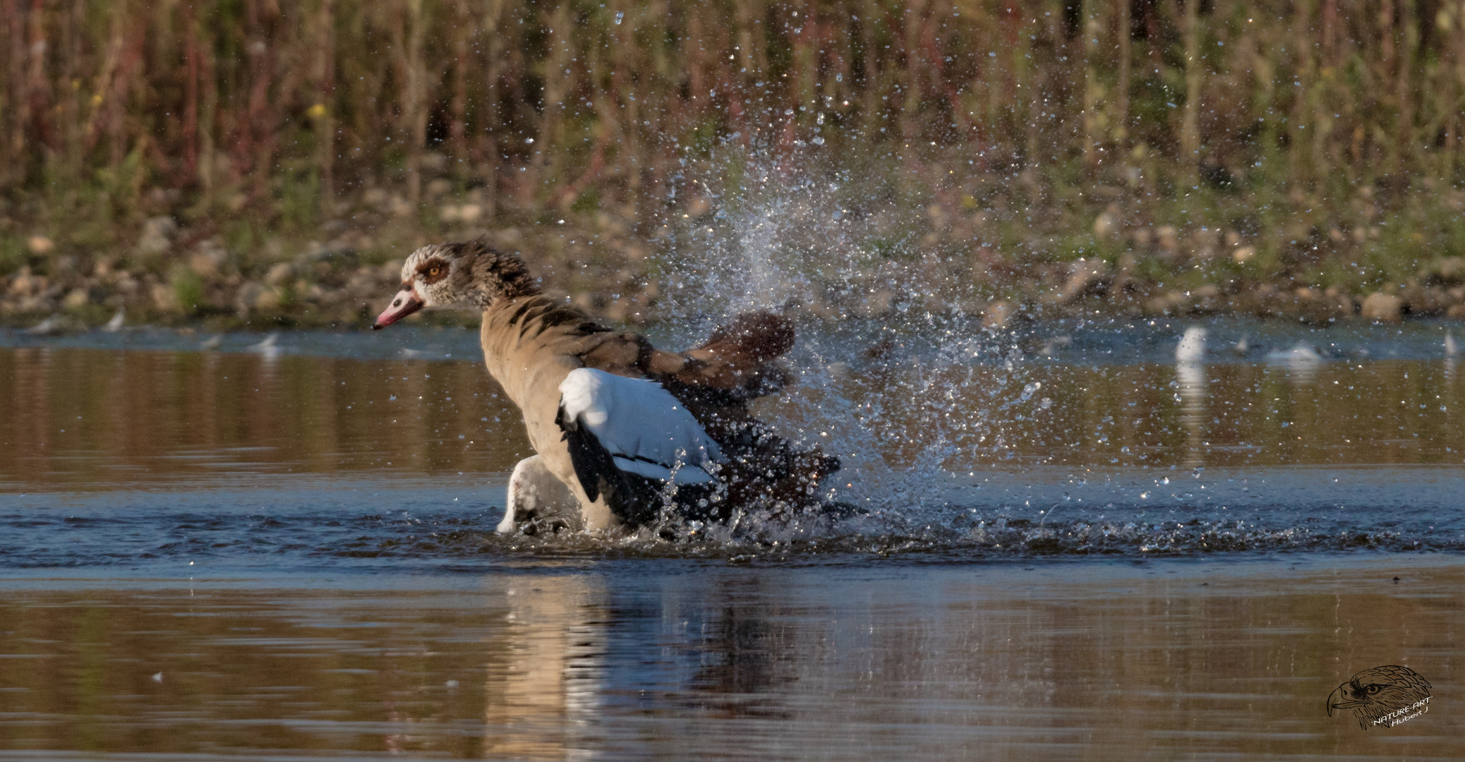 °°°Water Splash°°°