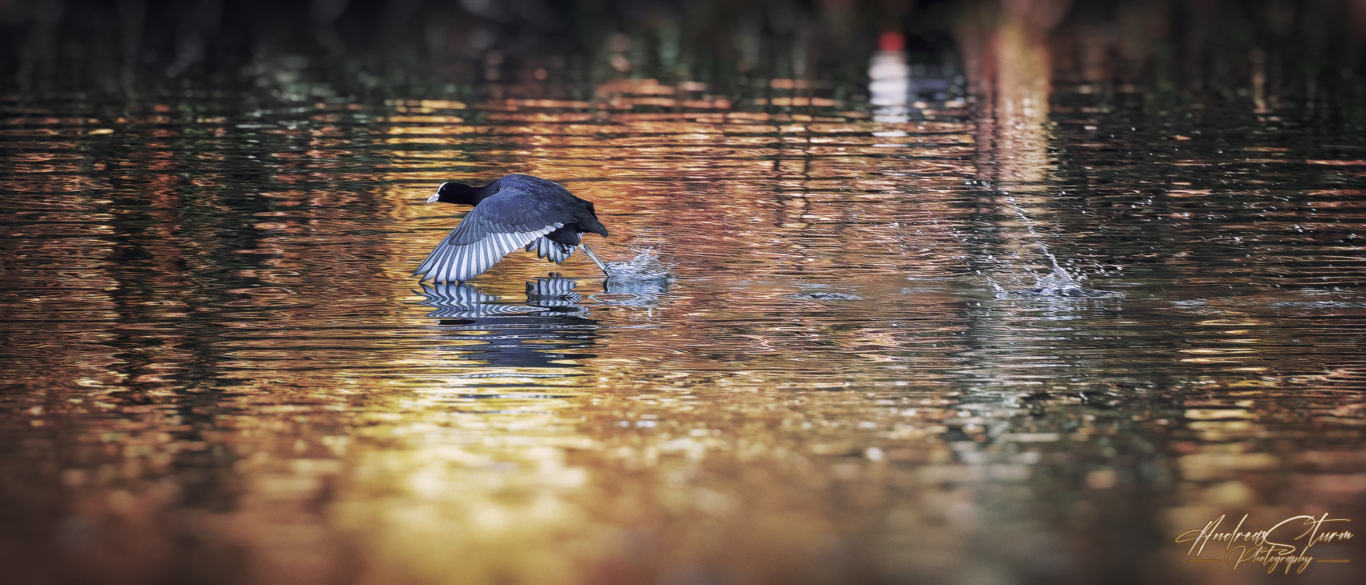 Water Strider