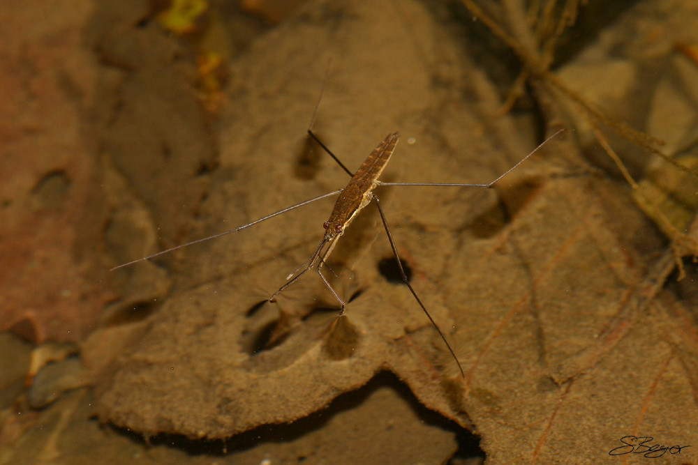 Water Strider