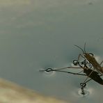 Water Strider