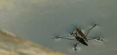 Water Strider