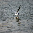 Waterbird