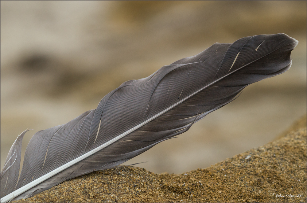 Waterbird Feather