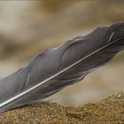 Waterbird Feather