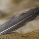 Waterbird Feather