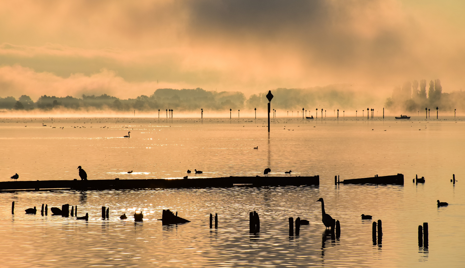 Waterbird Paradise