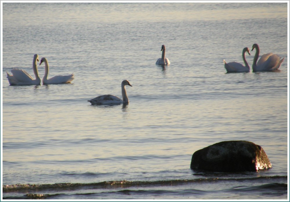 Waterbirds