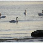 Waterbirds