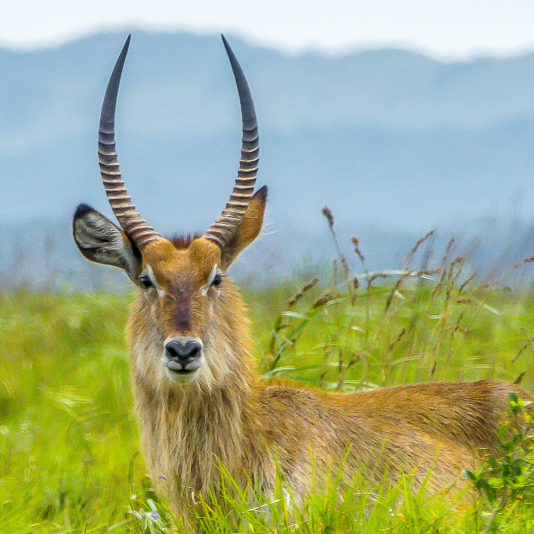 Waterbuck