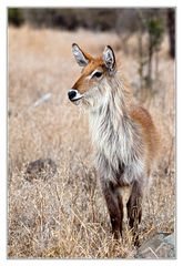 Waterbuck