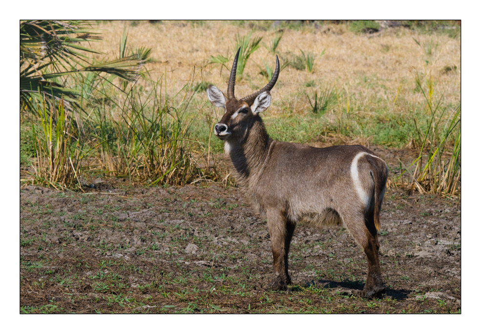 Waterbuck