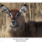 Waterbuck