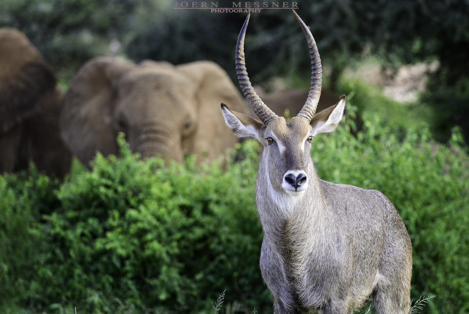 Waterbuck