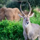 Waterbuck