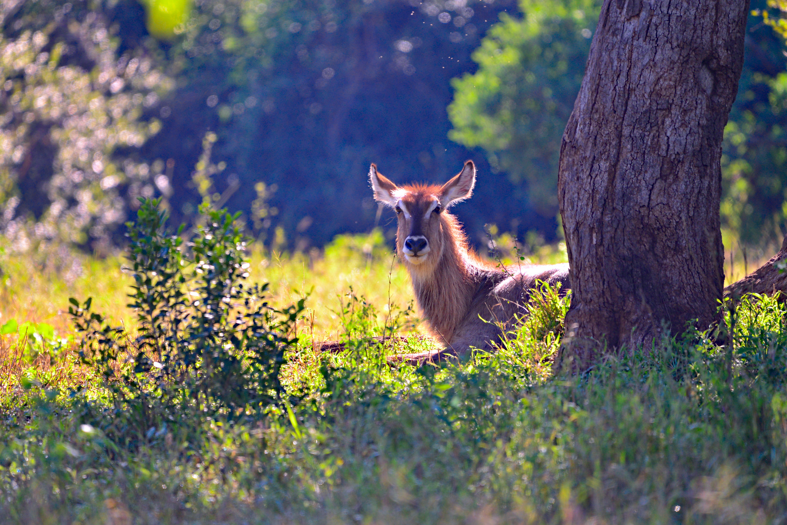 Waterbuck