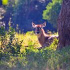 Waterbuck