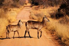 Waterbuck Family