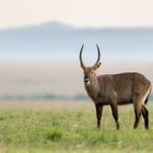 Waterbuck in der Masai Mara