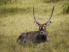 Waterbuck (reload)