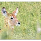 WATERBUCK.BAMBI