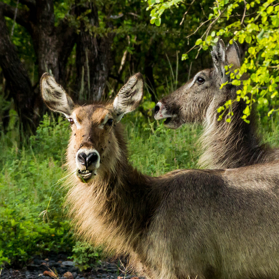 Waterbucks