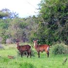 Waterbucks.