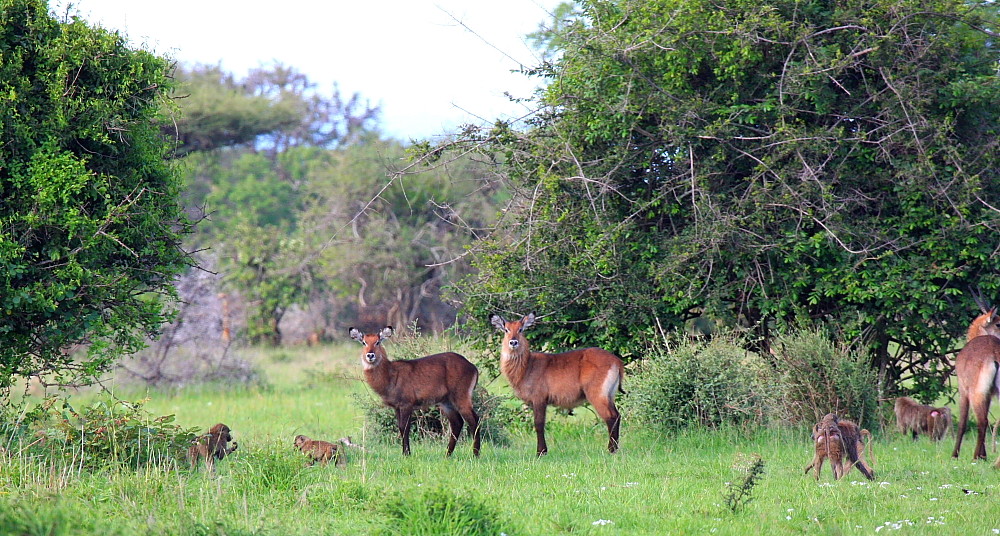 Waterbucks.