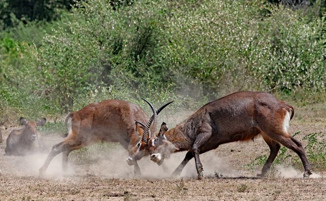 Waterbucks are fighting
