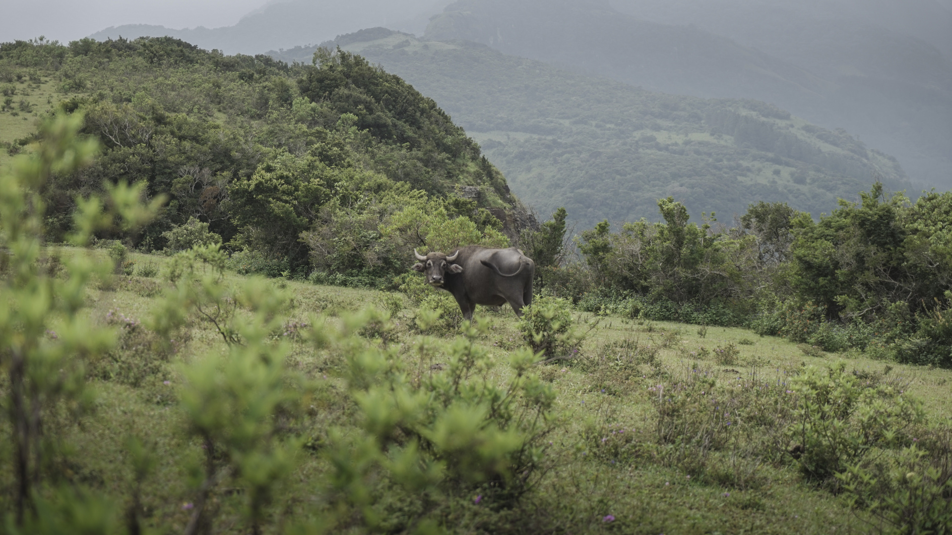 Waterbuffalo