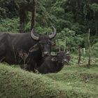 Waterbuffalos