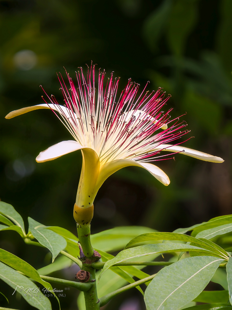 Watercacao (Pachira aquatica)