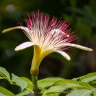 Watercacao (Pachira aquatica)