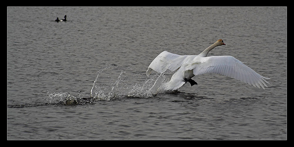 Waterdancer