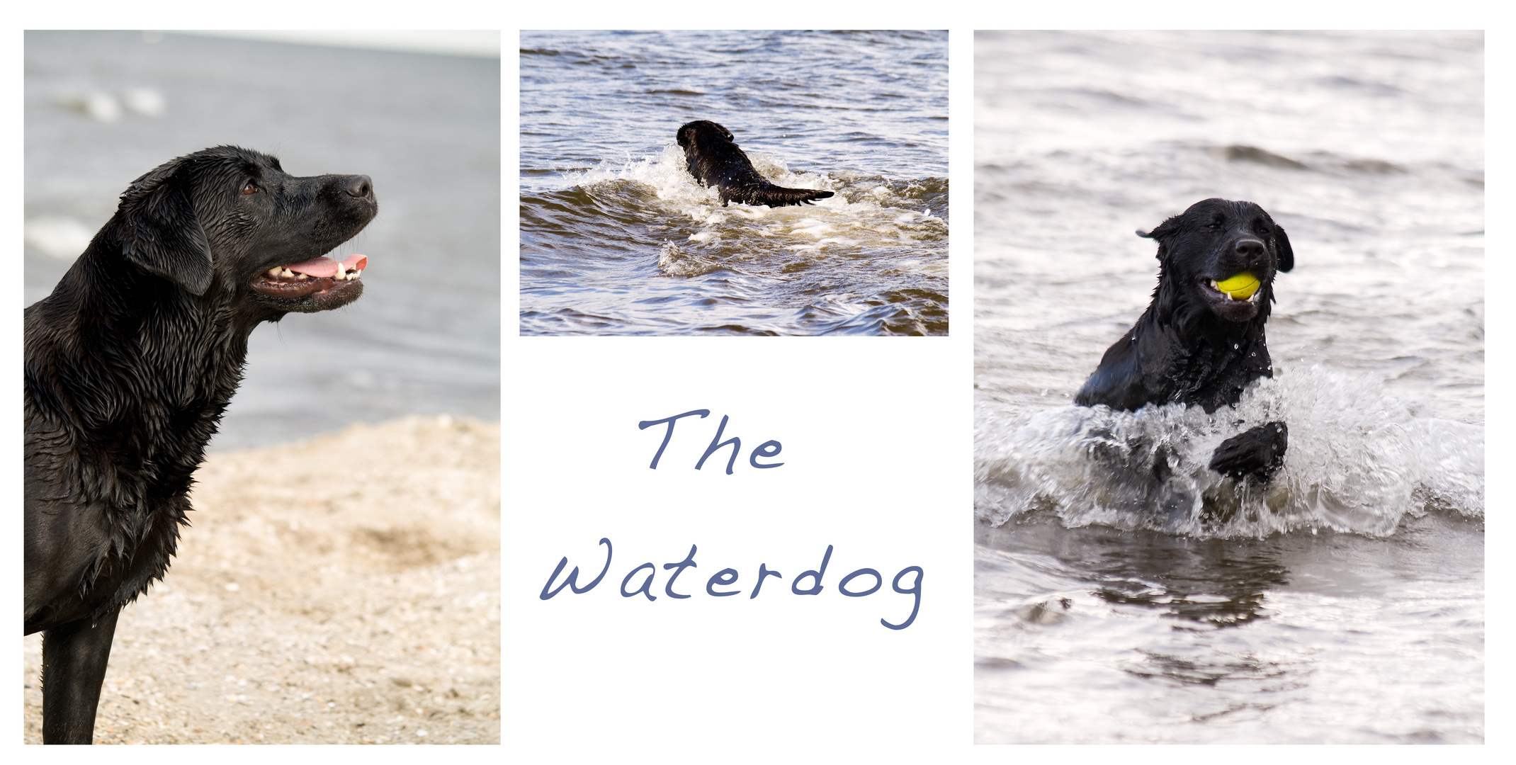 Waterdog